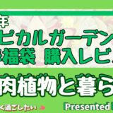 2025年新春多肉福袋購入レビュー