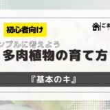 【初心者向け】シンプルに考えよう！多肉植物の育て方『基本のキ』