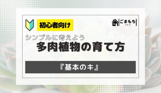 【初心者向け】シンプルに考えよう！多肉植物の育て方『基本のキ』