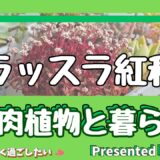 クラッスラ紅稚児　アイキャッチ画像