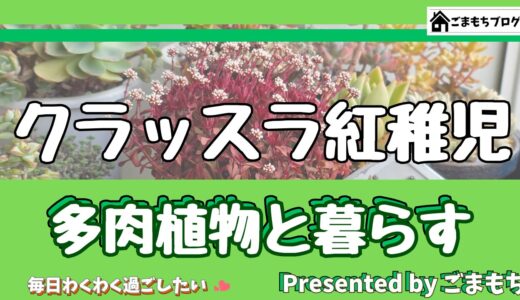 【今日の多肉植物】クラッスラ紅稚児（くらっすらべにちご）