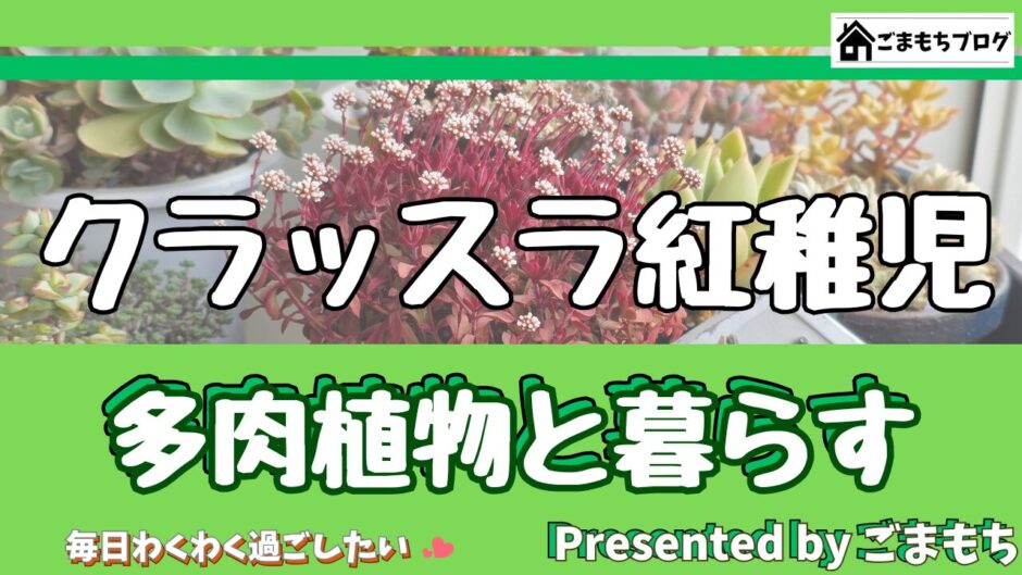 クラッスラ紅稚児　アイキャッチ画像
