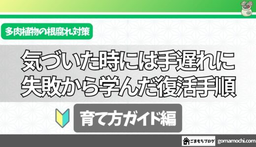 多肉植物の根腐れ｜失敗から学んだサインの見分け方と復活の手順