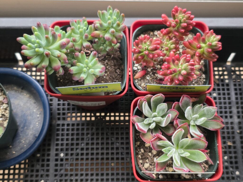 多肉植物の写真