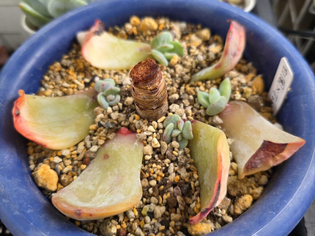 葉挿し