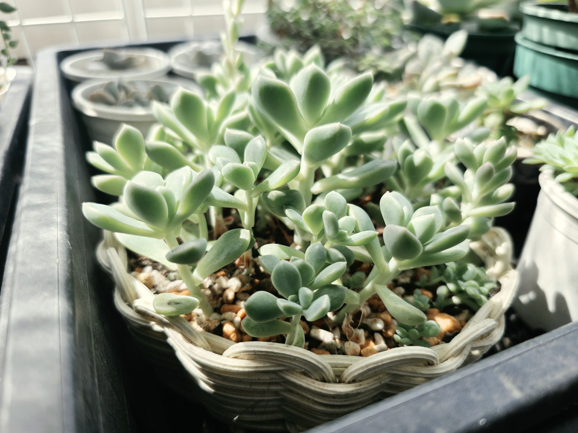 葉の間隔が開きはじめた多肉植物