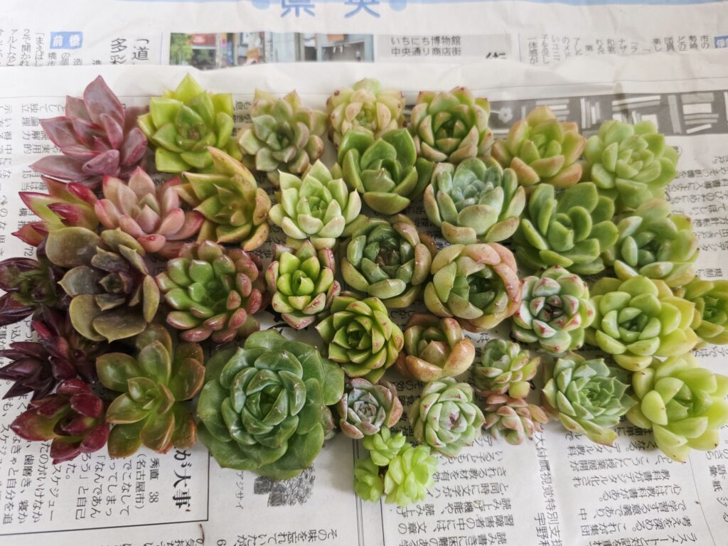 新聞紙の上で切り口を乾かしている多肉植物のカット苗