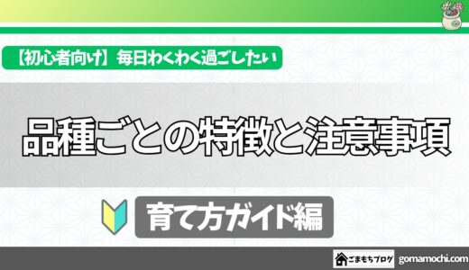【夏は特に注意】多肉植物の育て方！まずは特徴と注意事項をを一緒に確認！