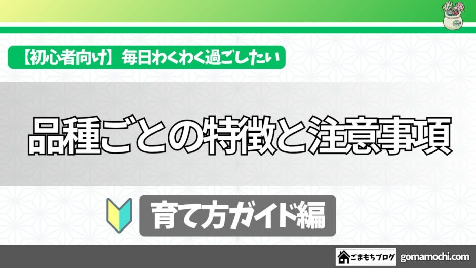 多肉植物の特徴と注意