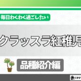 多肉紹介_クラッスラ紅稚児