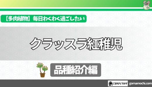 【今日の多肉植物】クラッスラ紅稚児（くらっすらべにちご）