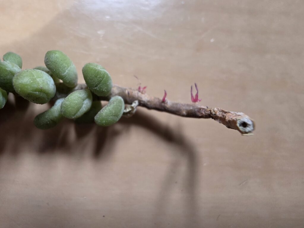 乾いた土に挿して約3週間で発根したビアホップの茎