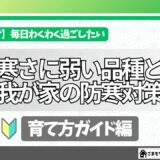 多肉植物の育て方