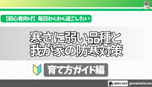 【多肉植物】我が家の寒さに弱い品種と効果的な防寒対策