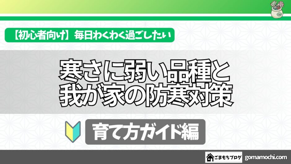 多肉植物の育て方