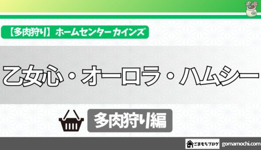 2026年3月にお迎えした新しい多肉植物｜乙女心・オーロラ・ハムシー