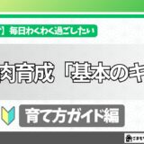 【初心者向け】シンプルに考えよう！多肉植物の育て方『基本のキ』