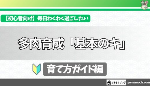 【初心者向け】シンプルに考えよう！多肉植物の育て方『基本のキ』