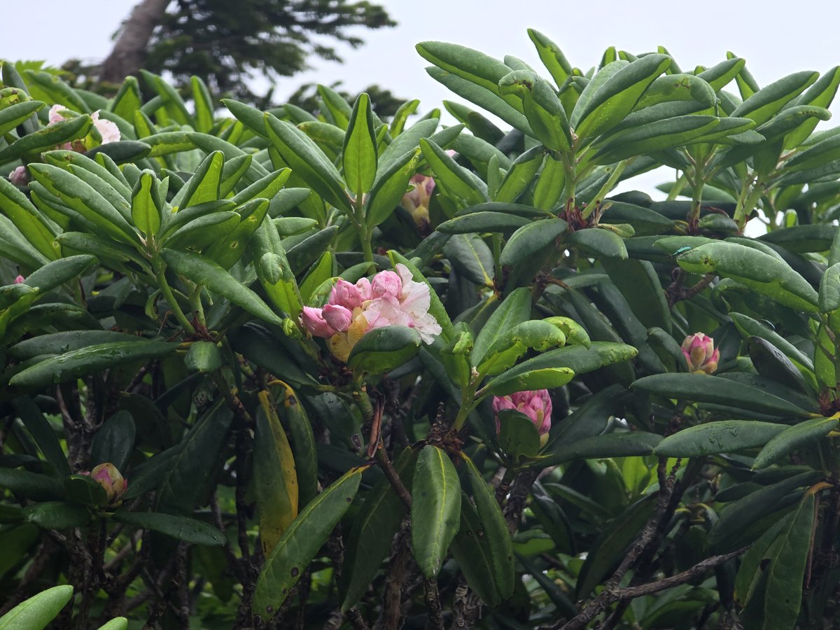 八甲田山頂に咲くシャクナゲの淡いピンクの花