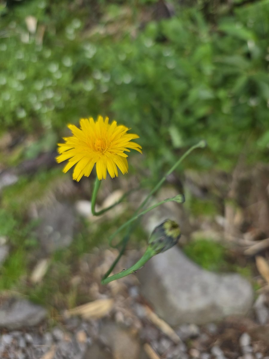 八甲田山頂の黄色い高山植物の花