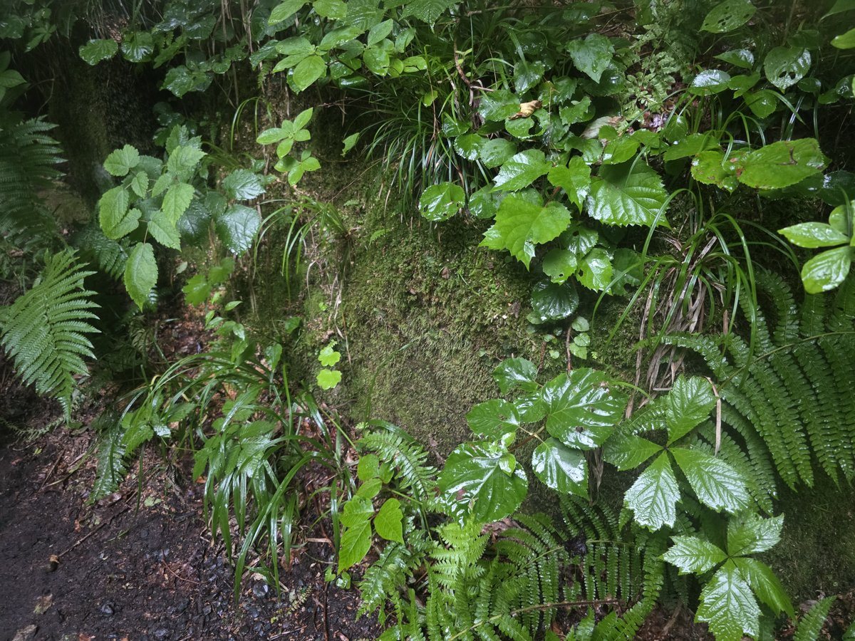 奥入瀬渓流の苔とシダ