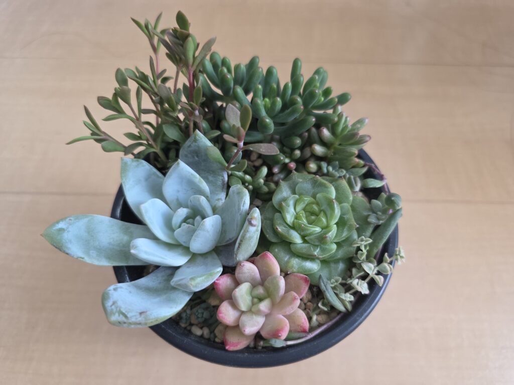 ルビーティント・オーロラ・紅稚児などを植えた黒い鉢の寄せ植え
