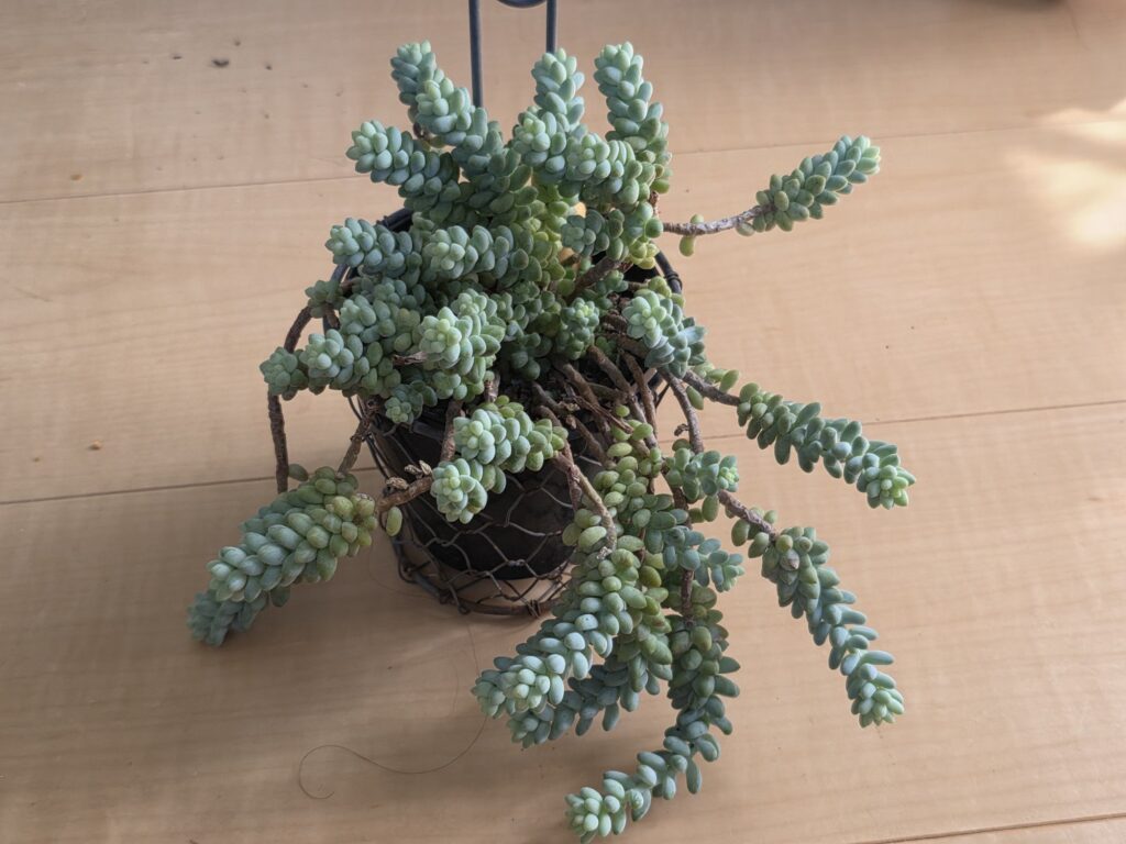 丸いつぶつぶの葉が連なって垂れ下がるビアホップ
