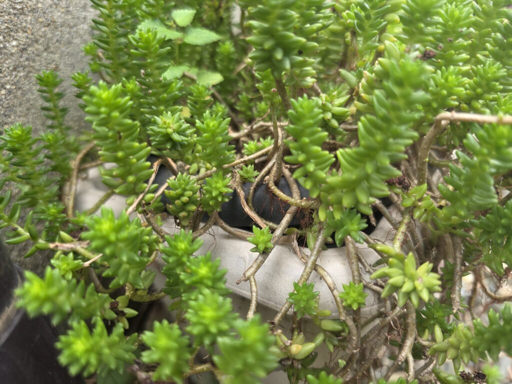 明るい緑の小さな葉がこんもり茂るグリーンペット