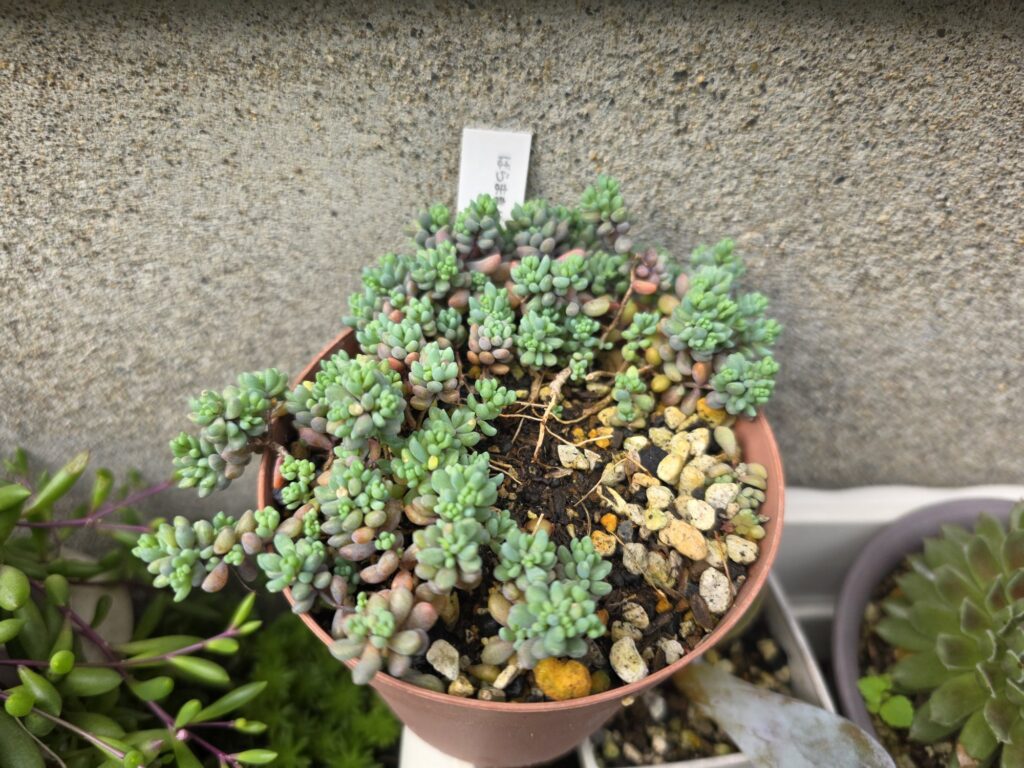 鉢いっぱいに広がる小さな粒状の葉のパープルヘイズ