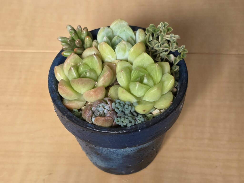 紺色の鉢の寄せ植えの手前で、すき間を埋めるパープルヘイズ