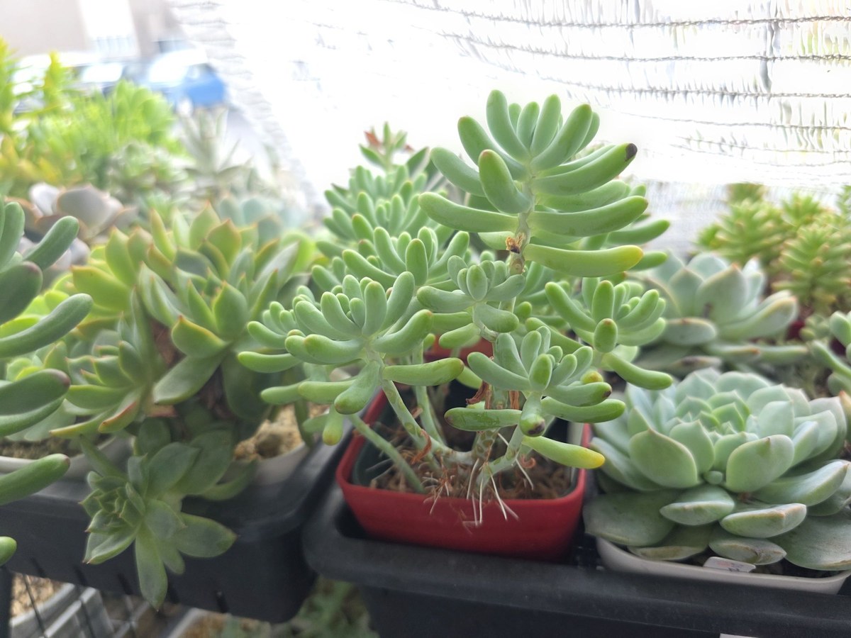 徒長して間延びした多肉植物