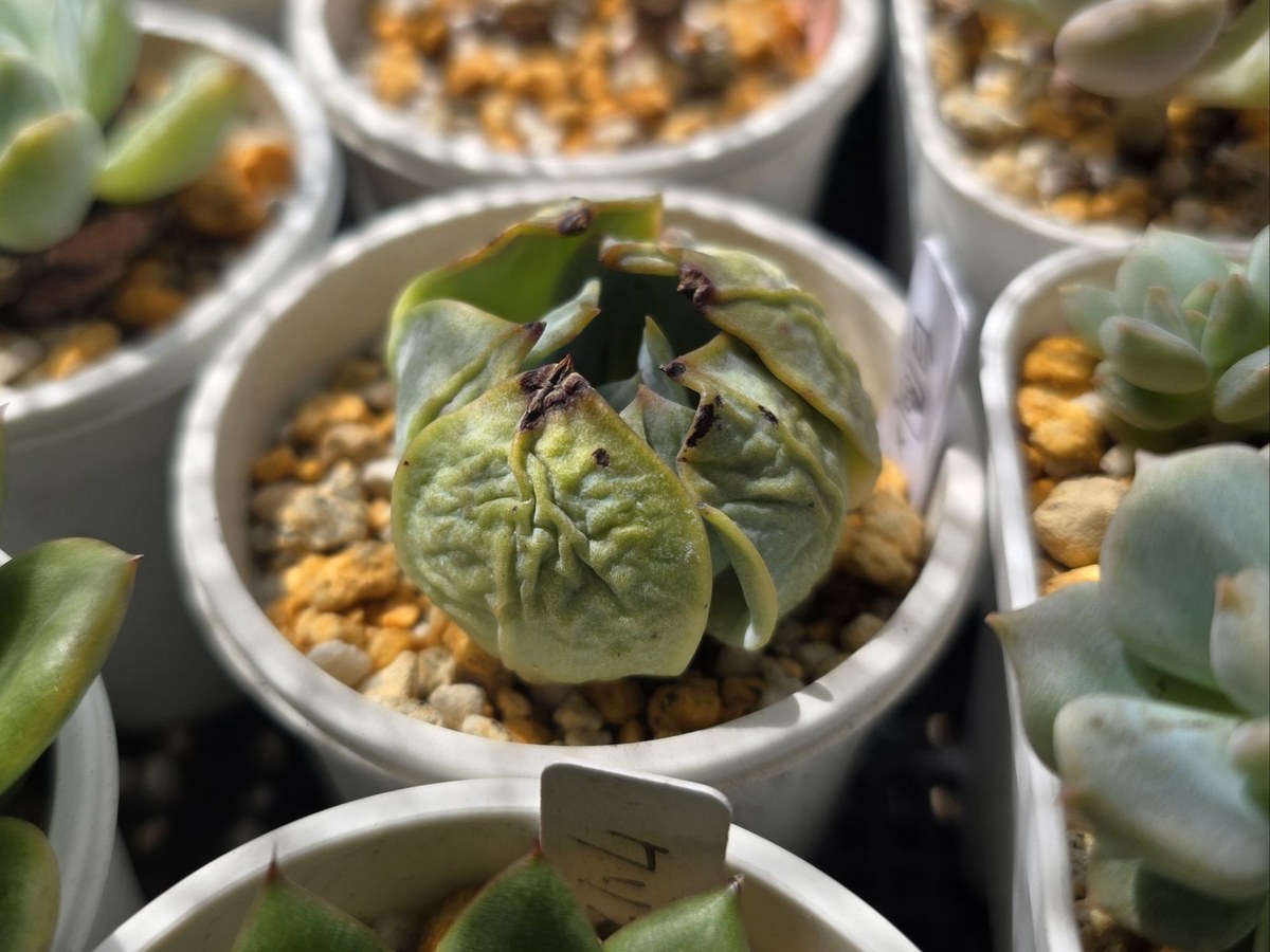 水やりのサインが出た多肉植物の葉のシワ