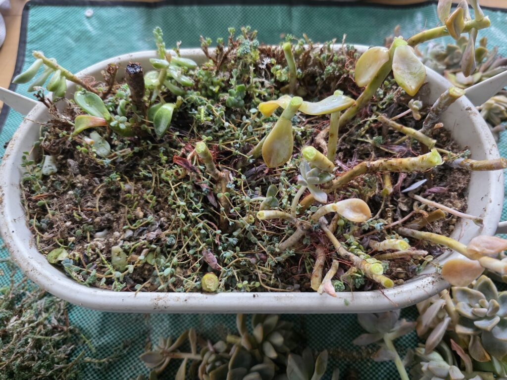 切り戻したあとの寄せ植えを上から見た様子