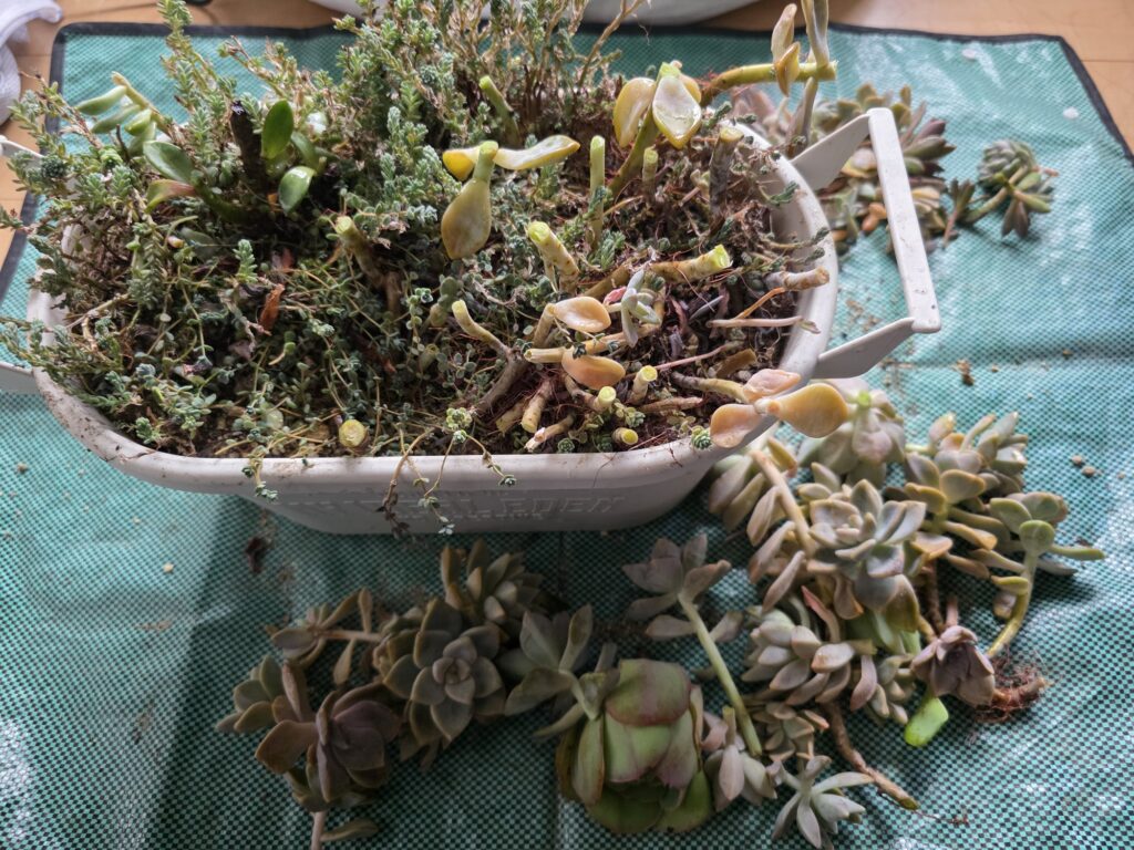 切り戻しで収穫した多肉植物の挿し穂と切り戻した後の鉢