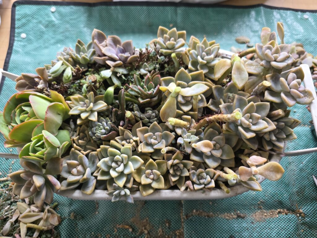 挿し直して完成した多肉植物の寄せ植え