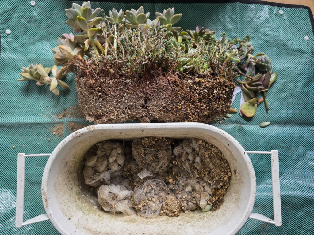 鉢から根鉢ごと抜けた多肉植物の寄せ植えと空になった鉢