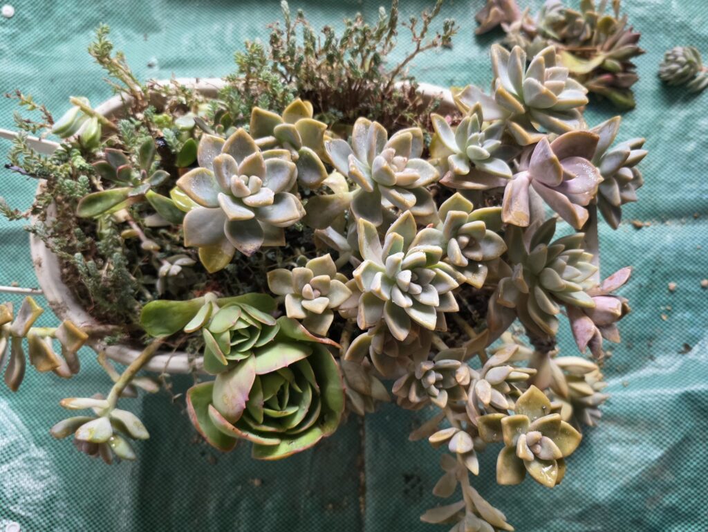 鉢に戻した直後の伸びて暴れた多肉植物の寄せ植え