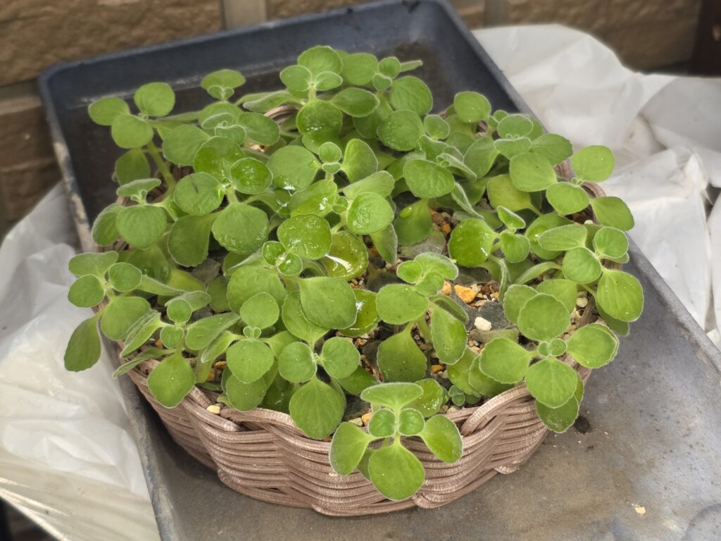 冬に室内へ取り込むアロマティカス
