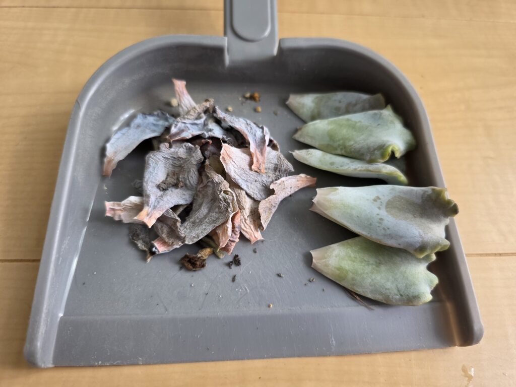 ちりとりにのせた多肉植物の枯れ葉と葉挿し用の葉