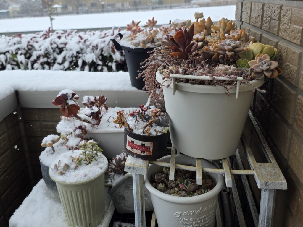 突然の雪で鉢に雪が積もったベランダの多肉植物