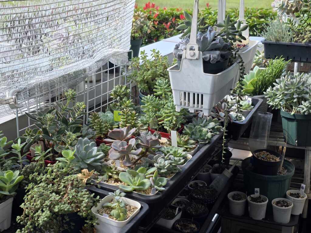 遮光ネットの下の棚に多肉植物の鉢が並ぶ10月のベランダ